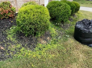 Bush Trimming by Gumaro Lopez for Donald P. in Greenville, SC