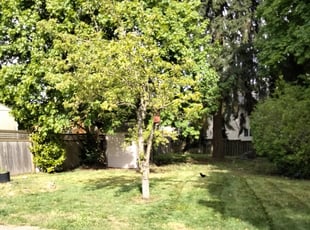 Bush Trimming by Angel Arredondo for Tara A. in SeaTac, WA