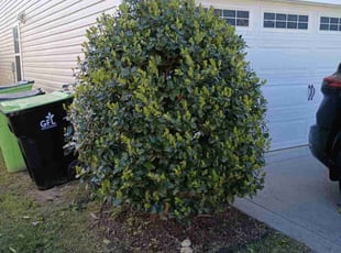 Bush Trimming by Terrill Datcher for Charisma P. in Garner, NC