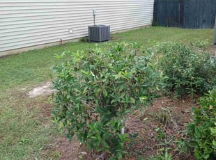 Bush Trimming by Wes Carroll for Derek C. in Summerville, SC