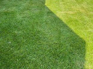 Chuck W.'s Yard Cutting service result