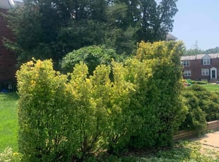 Bush Trimming by Nicholas Horiel for Kristi M. in Drexel Hill, PA