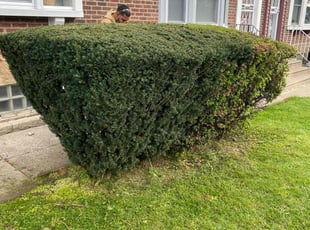 Bush Trimming by Jhon Reyes for James R. in Philadelphia, PA