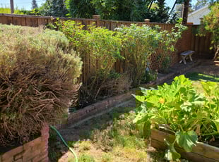 Bush Trimming by Juan Rodriguez for Julia M. in Sacramento, CA