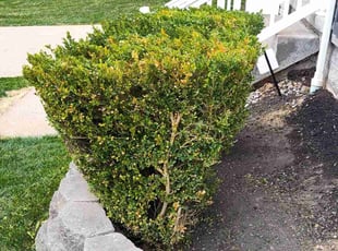 Bush Trimming by Rob Williams for Cory K. in Morgantown, WV