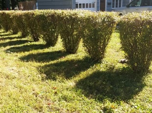 Bush Trimming by Matthew Spinelli for alper t. in Bridgeport, CT