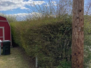Bush Trimming by Ameet Giri for Robert D. in Renton, WA