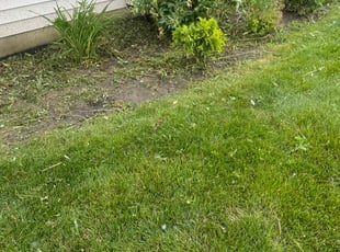 Weeding by Luis Contreras for "Matthew G. in Westfield, IN