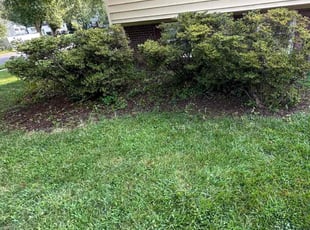 Bush Trimming by Fidel Rodriguez for Diane W. in Alexandria, VA