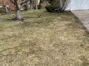 Leaf Removal by Mitch Melum for Alexander L. in Madison, WI