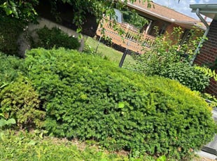 Bush Trimming by Thomas Glutz for Nicky B. in Cincinnati, OH