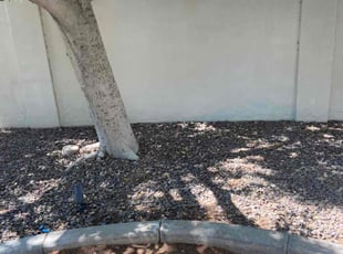 Leaf Removal by Sarah Salazar for Mel E. in Phoenix, AZ