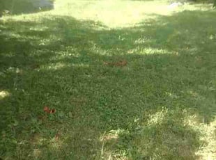 Jovita K.'s Lawn Service service result