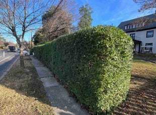 Bush Trimming by Joshua West for Imani G. in Richmond, VA