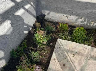Weeding by Fernando Gomez Rodriguez for Cherida A. in Los Angeles, CA