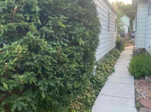 Bush Trimming by Adam Schroeder for Tim Z. in West Allis, WI