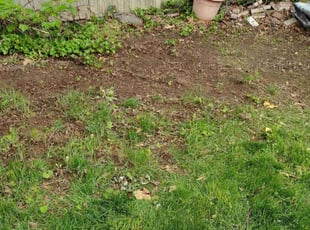 Leaf Removal by Matthew Spinelli for David b. in Bridgeport, CT