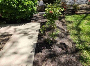 Weeding by Bartolo Alvarez for Nicole R. in Upper Marlboro, MD
