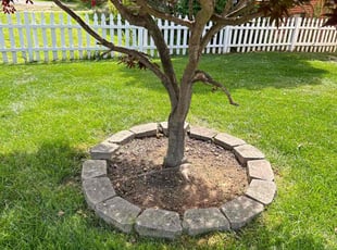 Weeding by Angel P. for Rosa l. in Arlington, VA