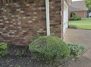 Bush Trimming by Brandon Santana George for Barry H. in Arlington, TN