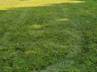 Eric W.'s Lawn Service service result