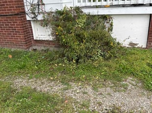 Bush Trimming by Lori Robinson for Kelly B. in Elyria, OH