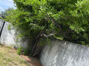 Bush Trimming by Luis Enrique Rafael Chavez for Pam M. in San Jose, CA