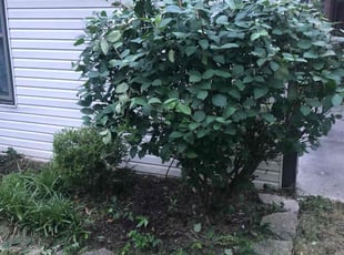 Cleanups by Kareem Bonner for Mark D. in Cincinnati, OH