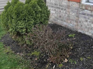 Bush Trimming by David Garcia for Elizabeth P. in Indianapolis, IN