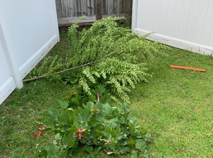 Bush Trimming by JaLynn Cheatham for Asha H. in Virginia Beach, VA