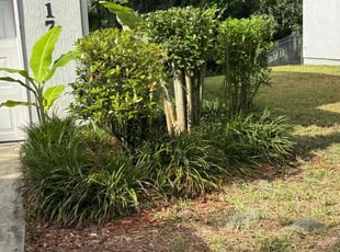 Bush Trimming by Brandi Santiago for Julian A. in Saint Johns, FL