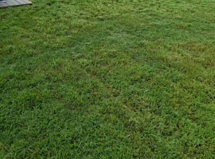 Jennifer R.'s Lawn Service service result