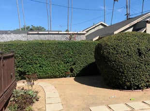 Bush Trimming by William Mendoza for Ed L. in Los Angeles, CA