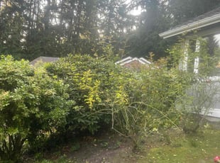 Bush Trimming by Richard Luiza Jr for Timothy M. in Sammamish, WA