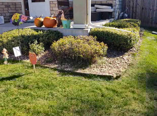 Bush Trimming by Zachary Piercy for Erin H. in Arvada, CO