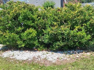 Kelvin G.'s Bush Trimming service result