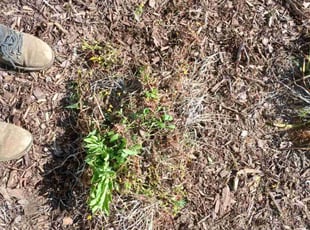 Weeding by Eric Cotto for Harris H. in Conyers, GA