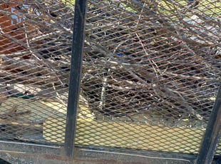 Leaf Removal by Charles Townsend for Holly A. in Rogers, AR