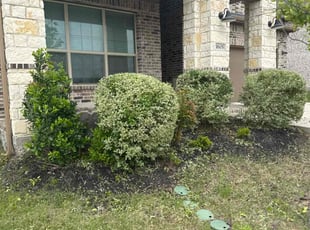 Bush Trimming by Jessie Austin for Jason J. in Mansfield, TX