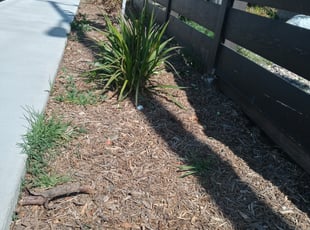 Weeding by James Hopkins for Tyler C. in Huntington Beach, CA