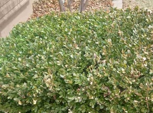 Bush Trimming by Lance Reynolds for Franklin C. in Kansas City, MO