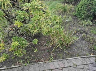 Weeding by Richard Solier for Naomi n. in Fort Lee, NJ