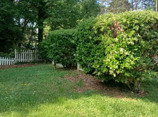 Bush Trimming by Leshawn Coleman for Kathryn B. in Garner, NC