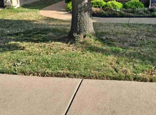 Weeding by Valentina Toledo for D C. in Grand Prairie, TX