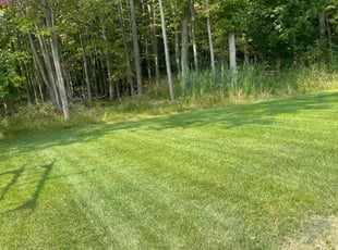 Aijaz D.'s Grass Cutting service result