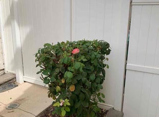 Bush Trimming by Mario Monje for Jeffrey F. in Murrieta, CA