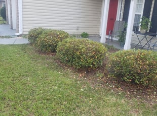 Bush Trimming by Colleen Strickland for Amber H. in Harrisburg, NC