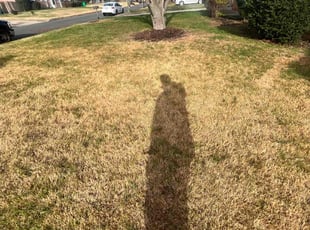 Leaf Removal by Caree Keith for Shemeka S. in Upper Marlboro, MD