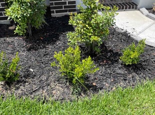 Weeding by Brandon Bowers for Kirklin N. in Fort Bend County, TX