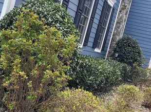 Bush Trimming by Jose Gonzalez for David P. in Vienna, VA